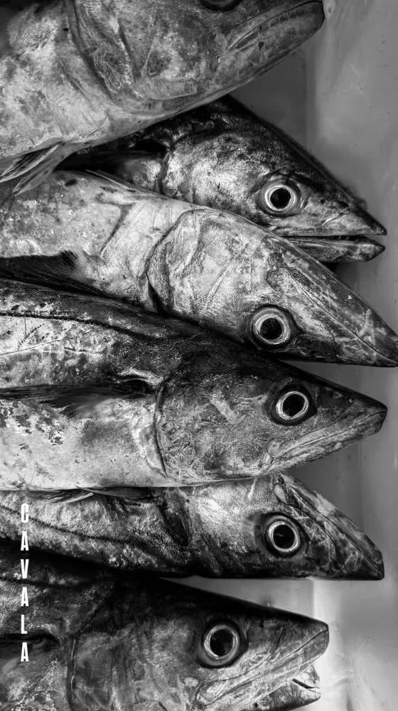 Cavalas enfileiradas, em fotografia em preto e branco