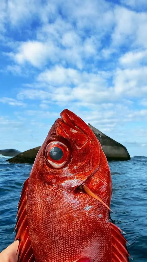 Peixe vermelho segurado sobre o mar