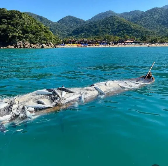 Rede de pesca da tainha no mar, com a vila de Trindade ao fundo