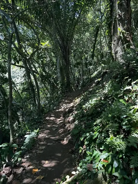 Trilha estreita dentro da Mata Atlântica